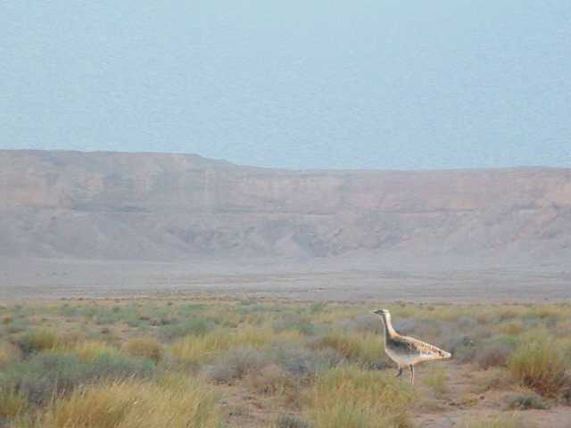 ������� ������ Great bustard